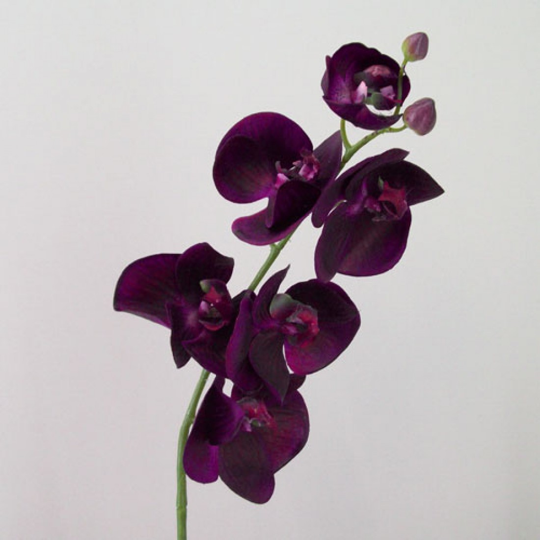 Real Touch Phalaenopsis Orchids Aubergine Purple 75cm